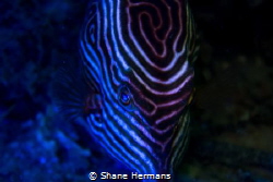 diy Blacklight used underwater on a shaws boxfish by Shane Hermans 